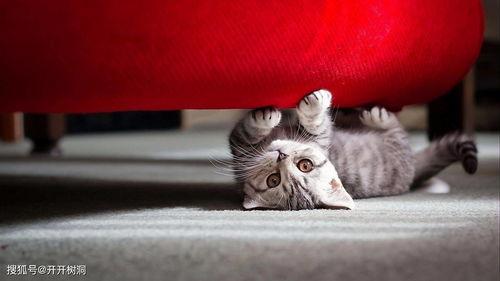 娱乐吃瓜酱收了你的猫粮